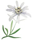 Edelweiss flower watercolor