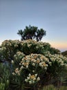 Edelweiss flowers that are blooming on Mount Merbabu, Java Island Royalty Free Stock Photo