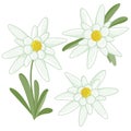 Edelweiss flowers. Vector illustration