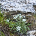 Edelweiss flowers growing in the alp mountains