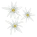 Edelweiss