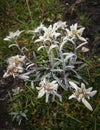 Edelweiss flowers , Leontopodium alpinum in mountain area