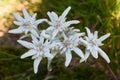 Edelweiss flowers