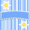 Edelweiss flowers on light blue stripes with a large copy space