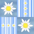 Edelweiss flowers on light blue stripes