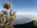 Edelweiss flowers on Mount Merbabu