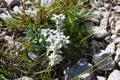 Edelweiss flowers