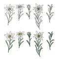 Edelweiss flowers set. Mountain adventure plant. Hand drawn vector outline