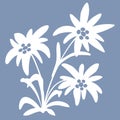 edelweiss flowers. Snow beauty. illustration. Alpine star. swiss symbol. For decoration, prints