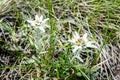 Edelweiss Royalty Free Stock Photo