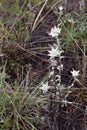 Edelweiss