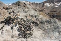 Edelweiss growing on rock