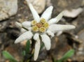 Edelweiss, Leontopodium Alpinum Royalty Free Stock Photo