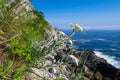 Edelweiss, Leontopodium alpinum Royalty Free Stock Photo