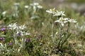 Edelweiss Leontopodium alpinum Royalty Free Stock Photo