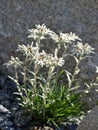 Edelweiss - Leontopodium alpinum Royalty Free Stock Photo