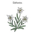 Edelweiss leontopodium alpinum Royalty Free Stock Photo