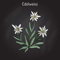 Edelweiss leontopodium alpinum Royalty Free Stock Photo