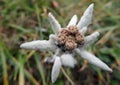 Edelweiss alpine flower. Delicate and rare mountain flower. Flowers background Royalty Free Stock Photo