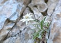 Edelweiss (Leontopodium alpinum) Royalty Free Stock Photo