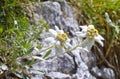 Edelweiss (Leontopodium alpinum) Royalty Free Stock Photo