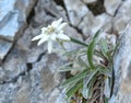 Edelweiss (Leontopodium alpinum)