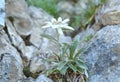 Edelweiss (Leontopodium alpinum)