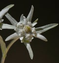 Edelweiss, Leontopodium, nivale