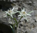 Edelweiss, Leontopodium, nivale