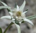 Edelweiss, Leontopodium, nivale