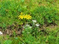 Edelweiss (Leontopodium nivale) flowers