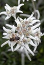 Edelweiss (Leontopodium nivale) mountain flower bloom with bee Royalty Free Stock Photo