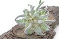 Edelweiss mountain flower Royalty Free Stock Photo