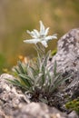 Edelweiss mountain flower. Leontopodium nivale Royalty Free Stock Photo