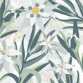 Edelweiss. Mountain flowers. Pattern with edelweiss flowers.