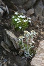 Edelweiss in the mountains