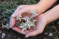Edelweiss in palms Royalty Free Stock Photo