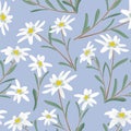 Edelweiss seamless pattern