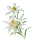 Edelweiss Royalty Free Stock Photo