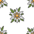 Edelweiss wild flower Austrian symbol seamless pattern