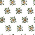 Edelweiss wild flower Austrian symbol seamless pattern