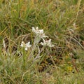 Edelweiss