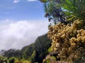 Edelweys flower at slamet mountain is another level of beauty