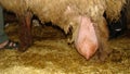 Edema after birth | physiological edema of pregnancy | Udder of the ewe - sheep