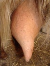 Edema after birth | physiological edema of pregnancy | Udder of the nanny - goat | Edema but it may turn into Mastitis - Animal di