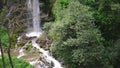 Eden garden waterfall flowing cascade creek with lush vegetation - vertical panning