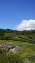 Eden Project gardens in St. Austell Cornwall Royalty Free Stock Photo