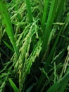 Rice fields paddy green farmer. Royalty Free Stock Photo