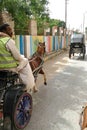 Horse drawn caleche carriage returns tourists to their cruise ship Royalty Free Stock Photo