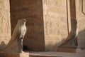 Edfu Temple of Horus Egypt Royalty Free Stock Photo